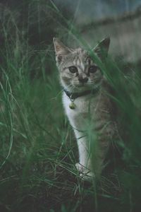Portrait of tabby cat on field