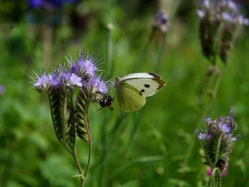 Close-up of butterfly on purple flower