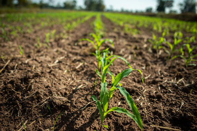 Plant growing on field