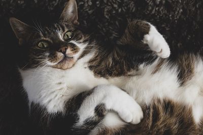 Close-up portrait of a cat