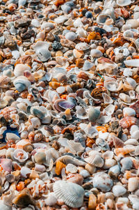 High angle view of shells on pebbles at beach