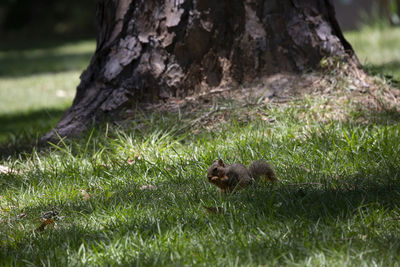 Squirrel eating its treat near a pine tree