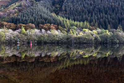 Scenic view of lake and trees in forest