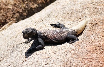 Close-up of lizard on sand