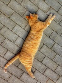 High angle view of cat sitting on cobblestone street