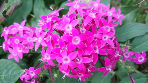 Close-up of pink flowers blooming outdoors