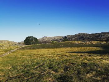 Scenic view of field against clear blue sky