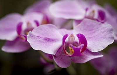 Close-up of purple flowers blooming outdoors