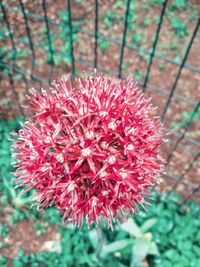 Close-up of red flowering plant