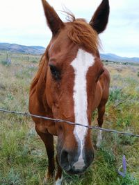 Close-up of horse standing on field