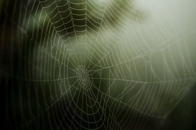 Close-up of spider web