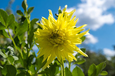 Close-up of yellow flowering plant against sky