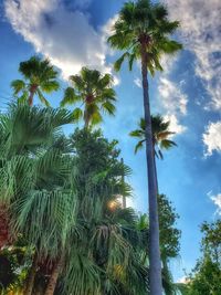 Low angle view of palm trees against sky