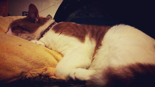 Cat sleeping on tiled floor