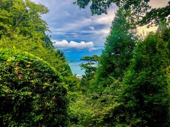 Trees growing in forest against sky