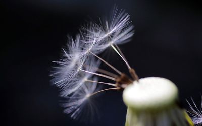 Close-up of dandelion against black background