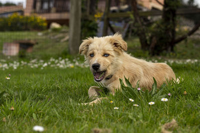 Mixed breed dog puppy with border collie with blue eyes