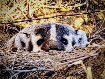 Close-up portrait of a animal - american badger