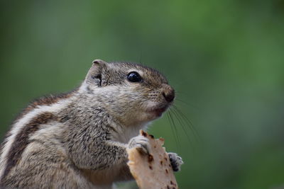 Close-up of squirrel