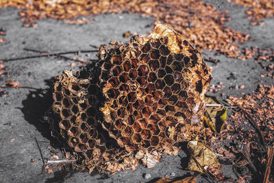 Wasp nest, close view