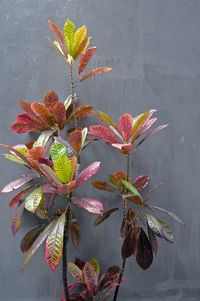 Close-up of plant against red wall