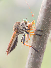 Close-up of insect