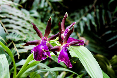 Close-up of flower against blurred background