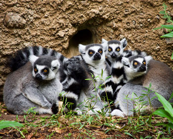 Portrait of lemurs 