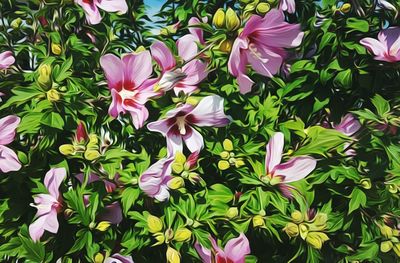 Close-up of pink flowers blooming outdoors