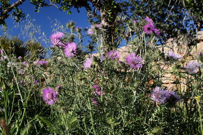 Purple flowers blooming outdoors