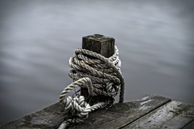 Close-up of log on rock