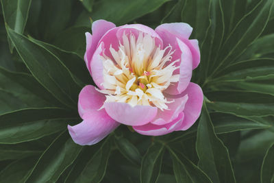 Close-up of pink rose flower