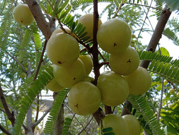 Low angle view of fruits on tree