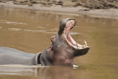 Hippopotamus with mouth open swimming in river