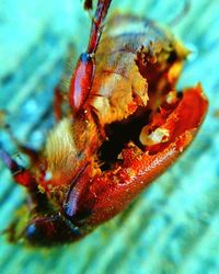 Close-up of red leaves on tree