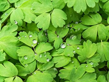 Full frame shot of wet leaves