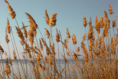 Lake pomorie is the northernmost of the coastal burgas lakes