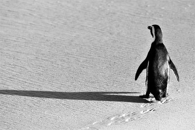 Close-up of bird on floor