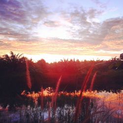 Bare trees at sunset