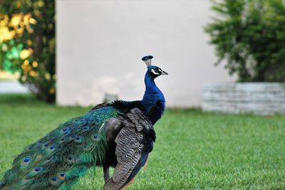 Peacock on a field