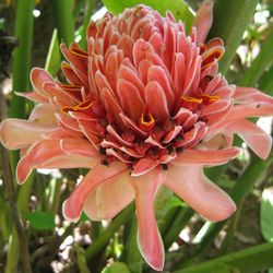 Close-up of pink flower