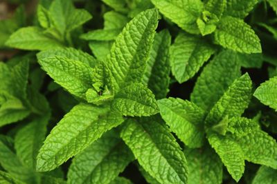 Full frame shot of green leaves