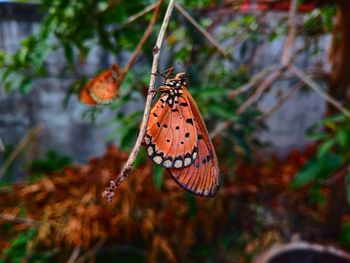 Close-up of butterfly on leaf