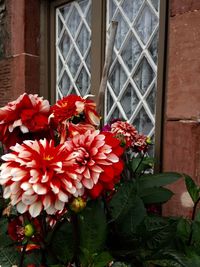 Close-up of red flowers