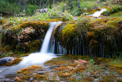 Scenic view of waterfall in forest