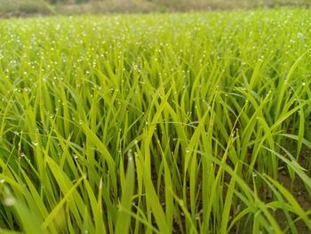 Rice fields