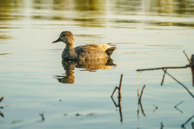 Duck swimming in lake