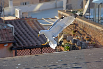 Seagull on a wall