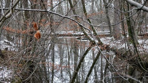 Bird perching on bare tree during winter