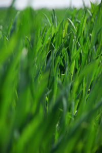 Full frame shot of fresh green field